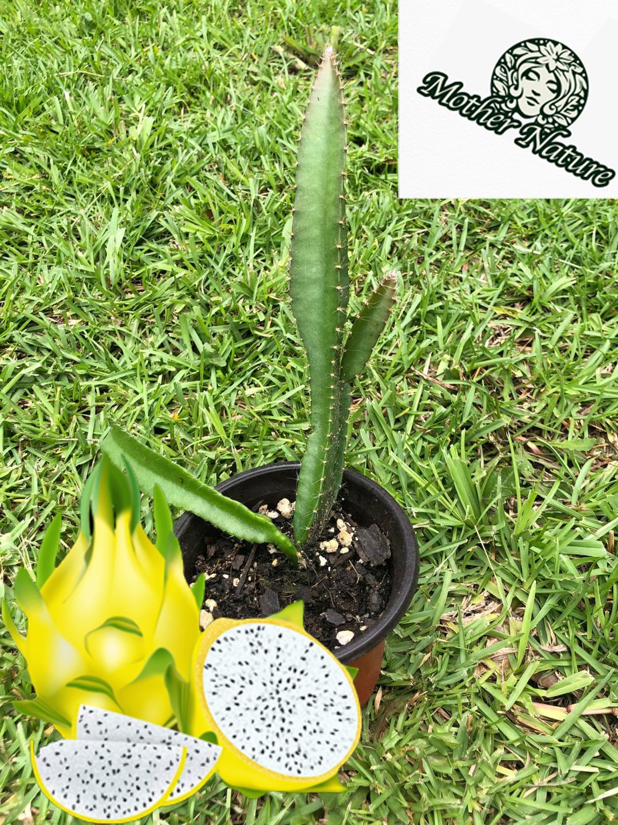 Tropical yellow dragon fruit cactus | Size: 6-12 inch | Variety :Yellow dragon