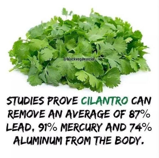 Studies prove Cilantro can remove heavy metals from the body