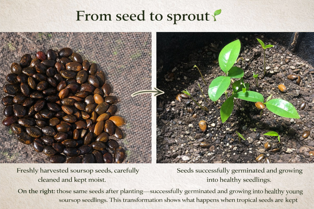 Organic soursop seeds available!