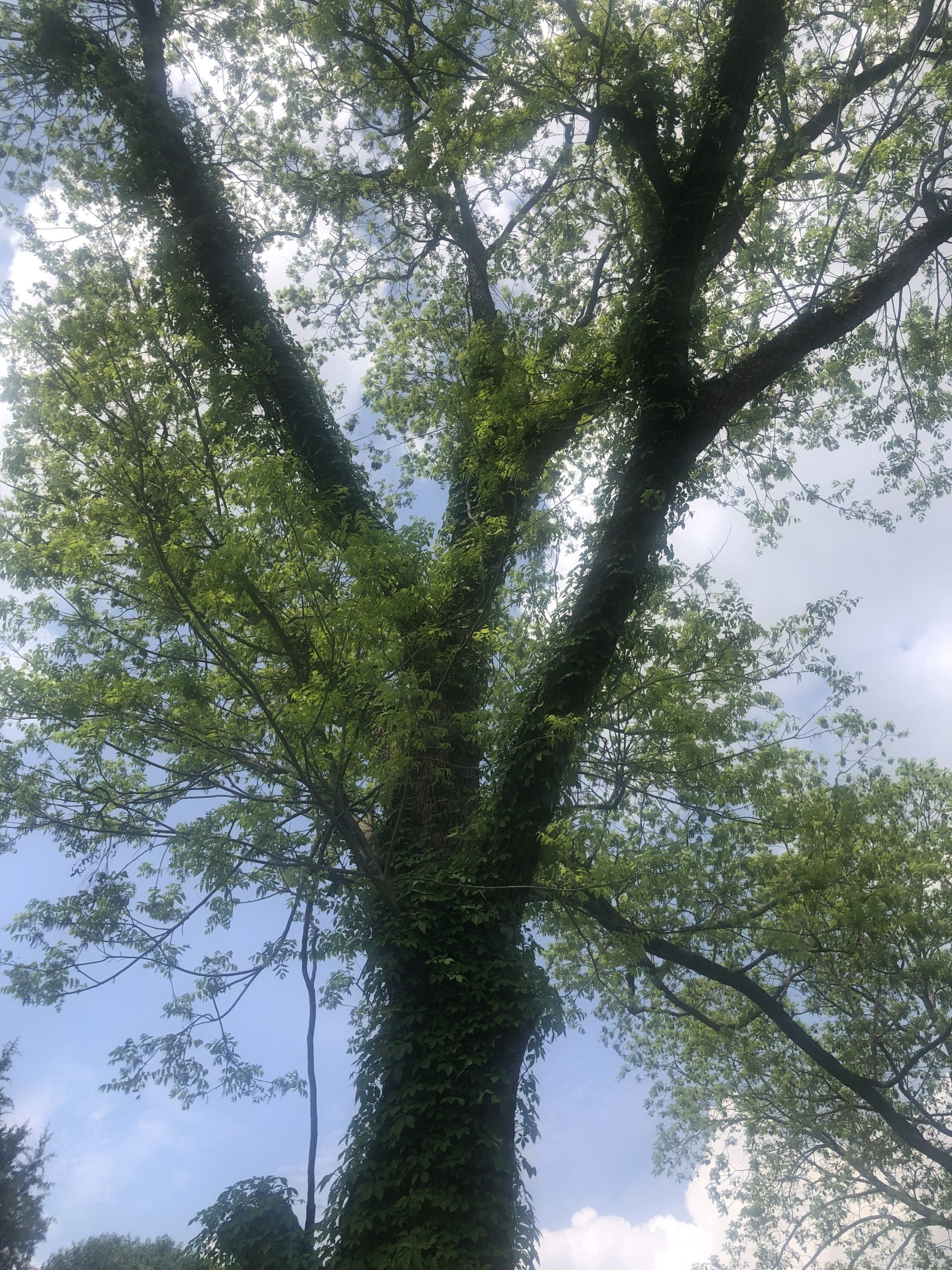 Pecan Tree (1-4inch size) | potted plant | Naturally sprouted pecan tree image 2