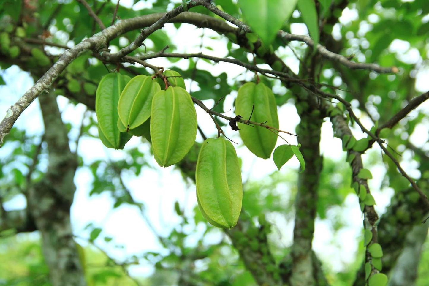 *IN SEASON* Organic Green Star Fruit | 1 pound | Thermal packaging protection