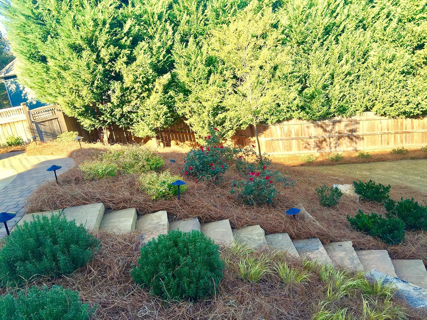 Pine Straw Premium  - Pine Needle Mulch - Covers 3.5’ x 40’ (140sf)  Sqft 52 lbs