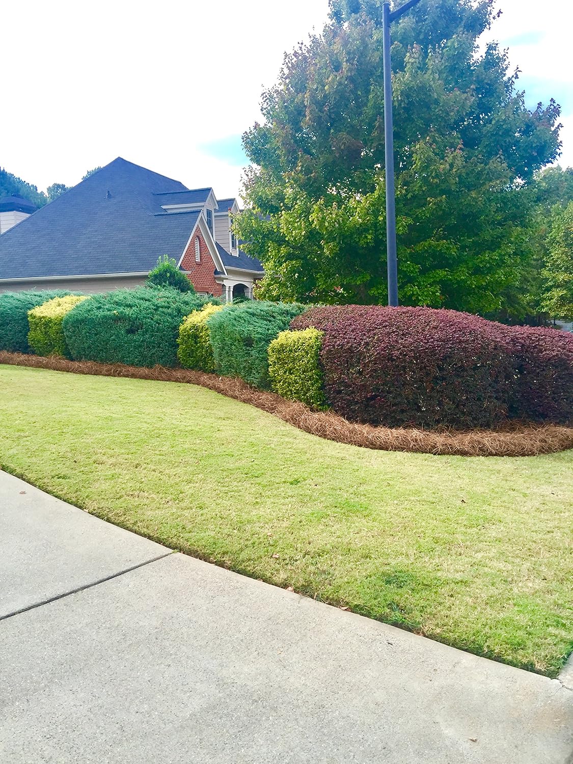 Pine Straw Premium  - Pine Needle Mulch - Covers 3.5’ x 40’ (140sf)  Sqft 52 lbs