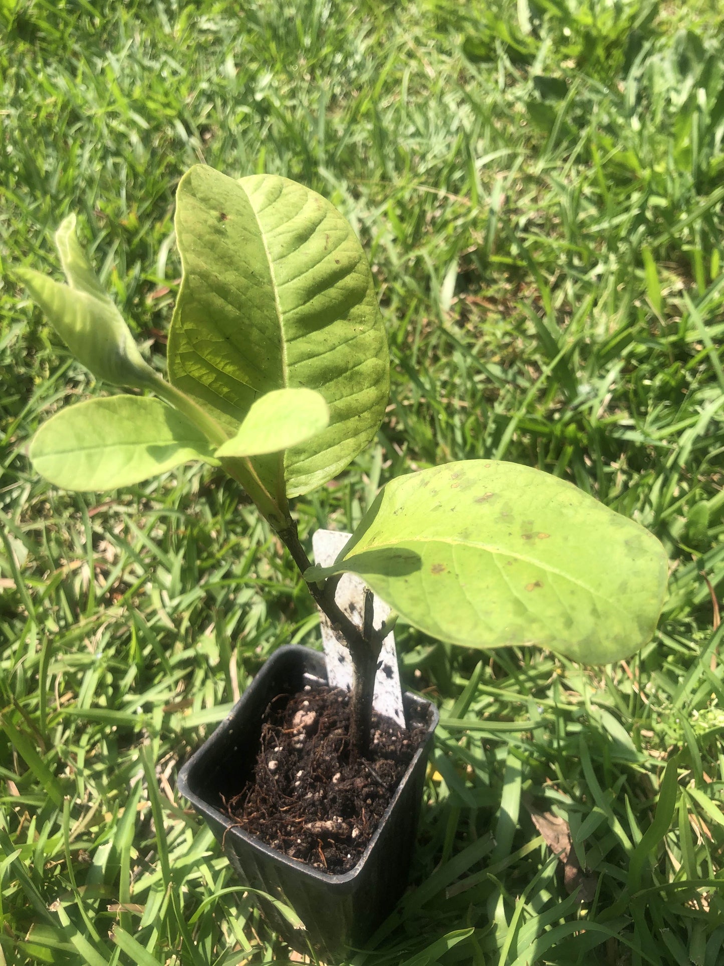 Tropical Pink Guava Tree for sale | Size: 6-12 inch | Variety : Barbie Pink