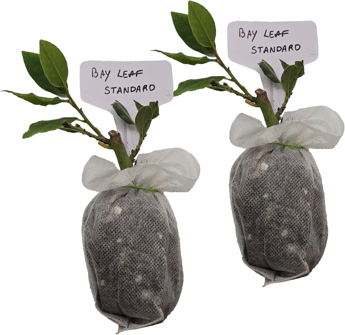 (2 pack) Bay Leaf, Bay Laurel Live Plant. Standard Variety - Laurus Nobilis. Live Plant