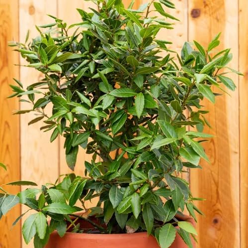 (2 pack) Bay Leaf, Bay Laurel Live Plant. Standard Variety - Laurus Nobilis. Live Plant