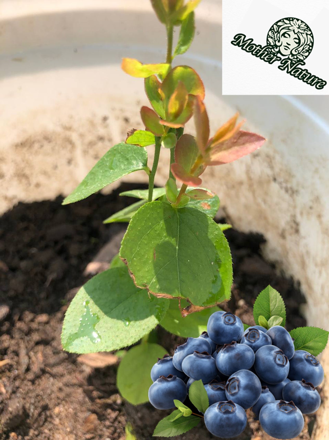 Blueberry Tree | Size: 5-10 inch | Variety : Biloxi
