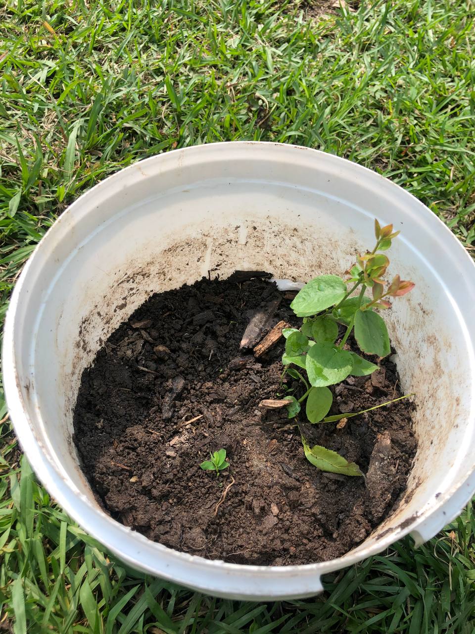 Blueberry Tree | Size: 5-10 inch | Variety : Biloxi
