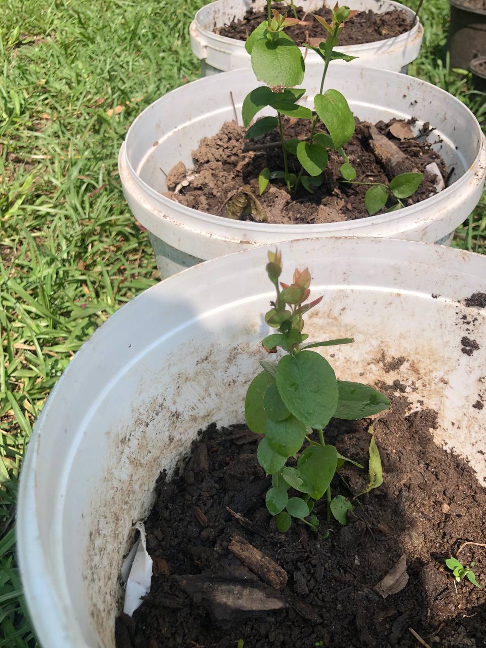 Blueberry Tree | Size: 5-10 inch | Variety : Biloxi