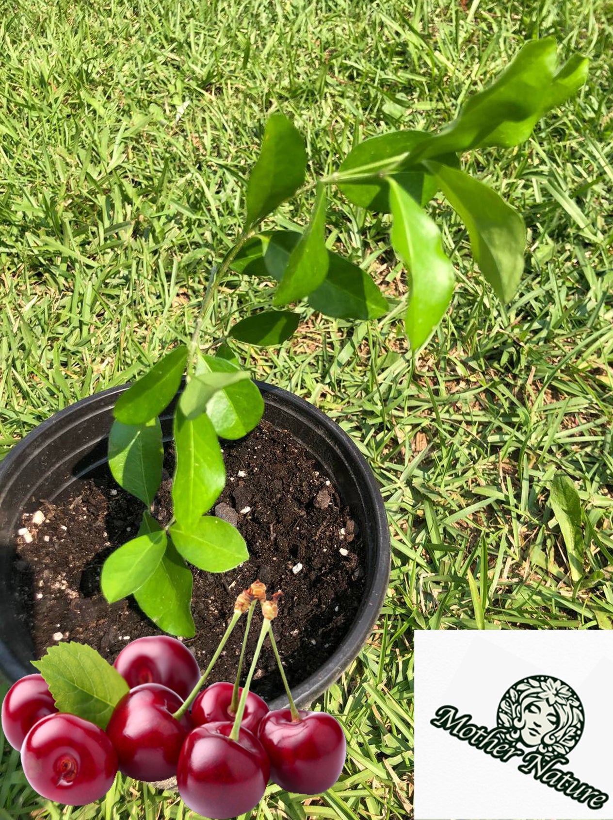 Cherry Tree | Size: 6-12 inch | Variety : Barbados Cherry (Acerola Cherry) Tree