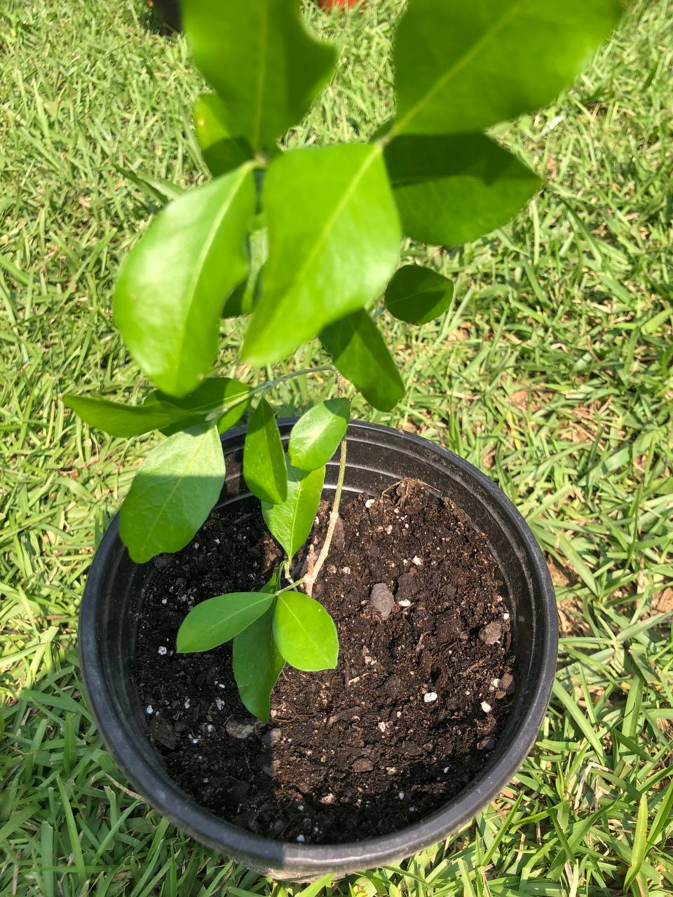 Cherry Tree | Size: 6-12 inch | Variety : Barbados Cherry (Acerola Cherry) Tree