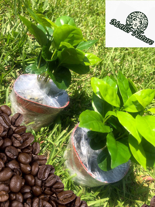 Tropical Coffee tree ☕️🌳| Variety: Arabica | Size: 6-12 inch