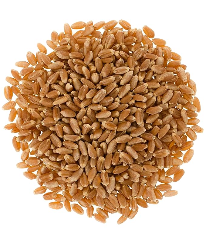 Non-GMO oat seeds | 36oz bag image 0