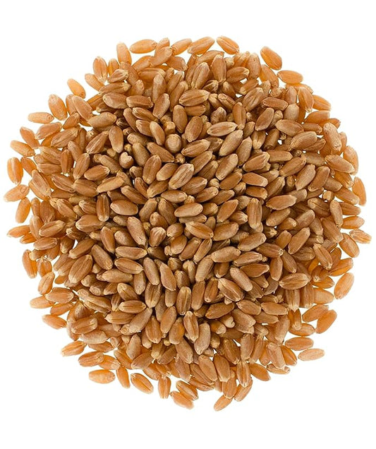 Non-GMO oat seeds | 36oz bag image 0