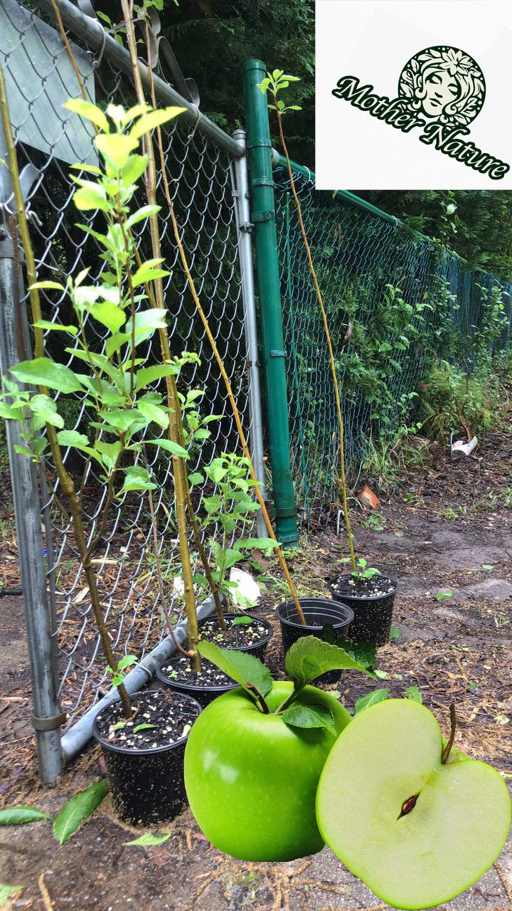 Live green apple tree | 2-5 feet | variety: Granny Smith