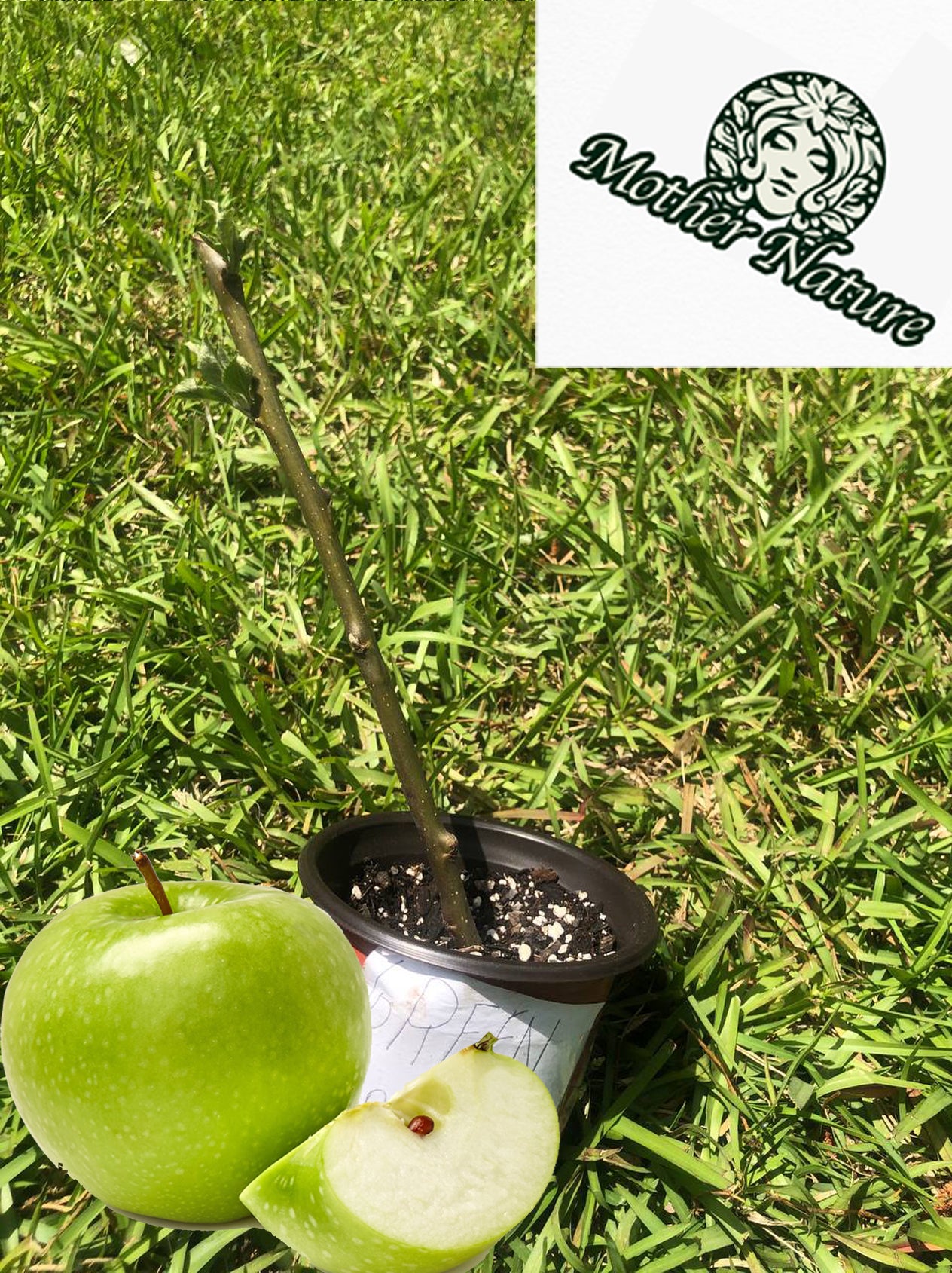 Live green apple tree |  6-12 inch | variety: Granny Smith
