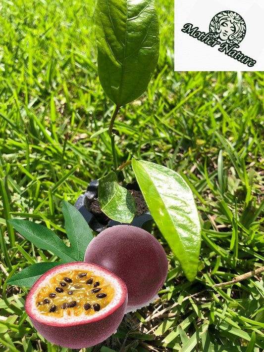 Passion fruit  | Size: 5-10 inch | Variety : Purple Maracuya