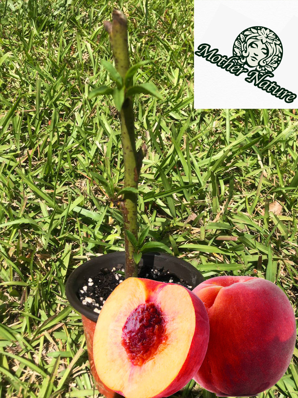 Live Peach Tree |  6-12 inch | variety: Contender