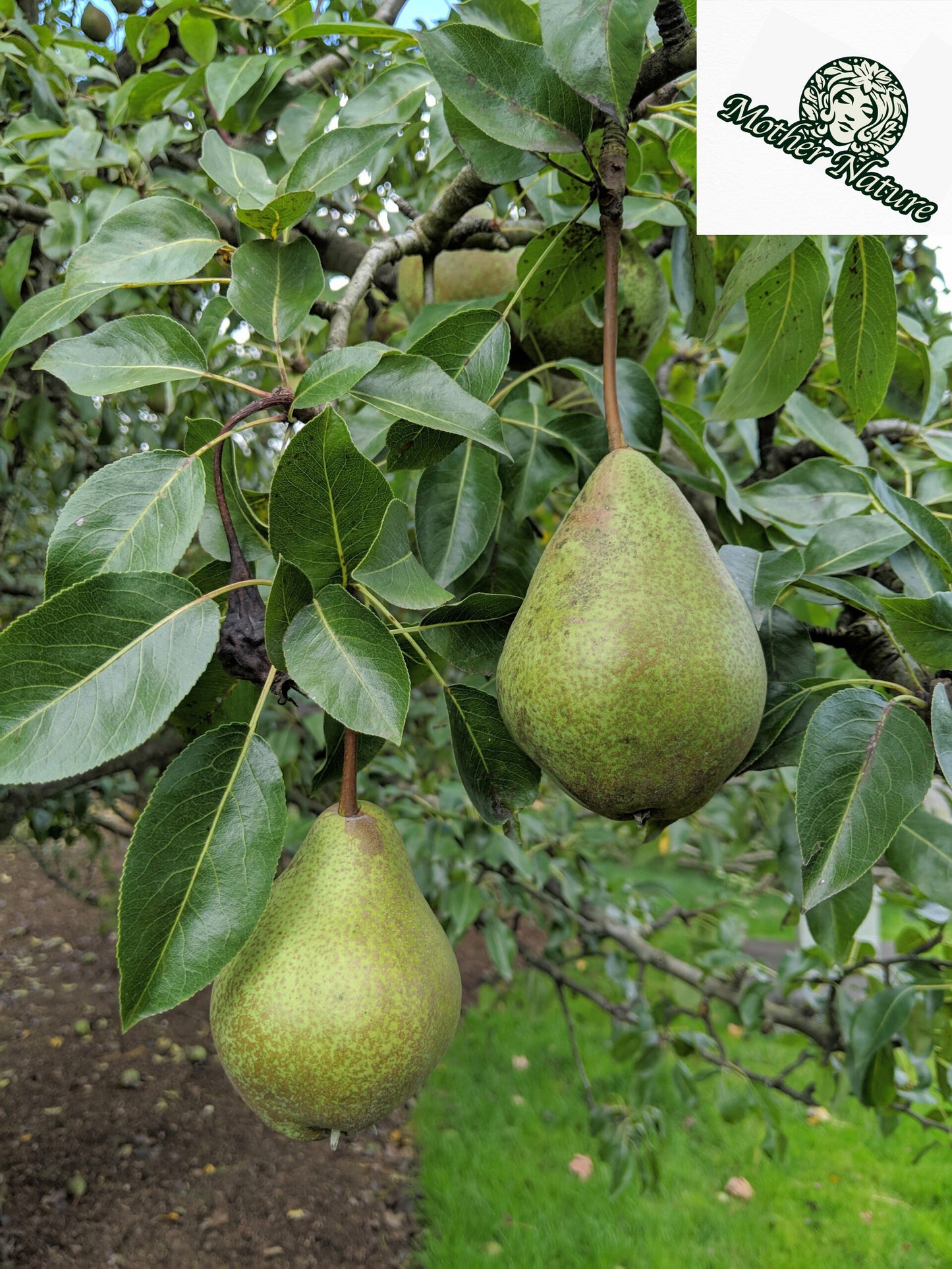 Live Pear Tree |  6-12 inch | variety: bartlett