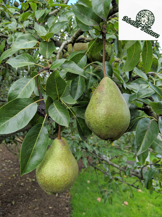 Live Pear Tree |  6-12 inch | variety: bartlett