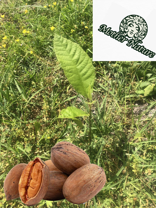 5 Organic Pecan Trees 6-16 inch | potted plant | Naturally sprouted pecan tree