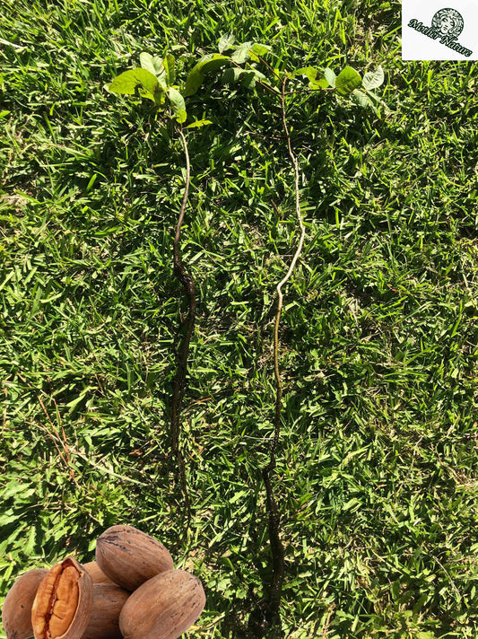 Organic Pecan Tree 12-36 inch | year 2 potted plant | Naturally sprouted pecan tree