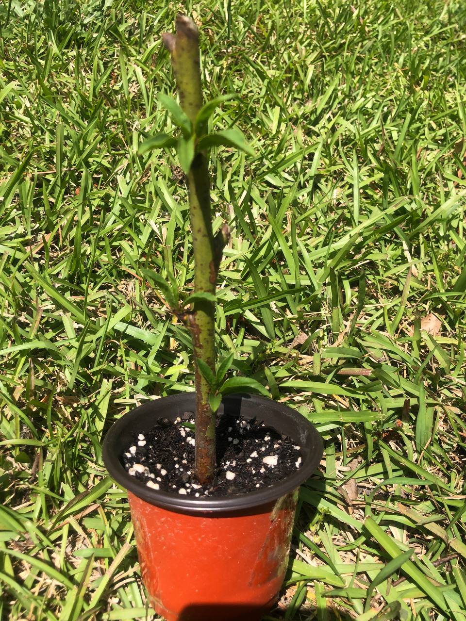 Live Peach Tree |  6-12 inch | variety: Contender