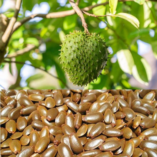 Soursop Tree Seeds - 20 Count - for 2025 Planting Guanabana Tropical Fruit Tree