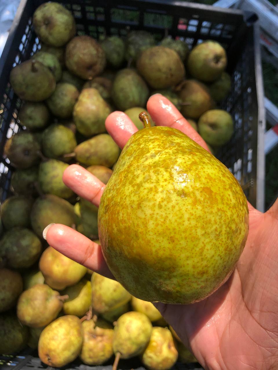 *IN SEASON* Organic Pears | 1 pound | Thermal package protected | 3 FREE PEARS EACH ORDER