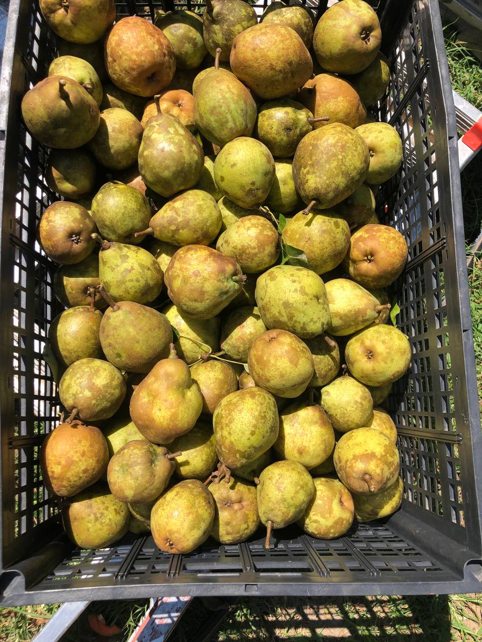 *IN SEASON* Organic Pears | 1 pound | Thermal package protected | 3 FREE PEARS EACH ORDER