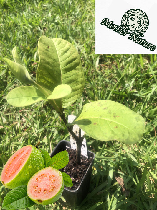 Tropical Pink Guava Tree for sale | Size: 6-12 inch | Variety : Barbie Pink