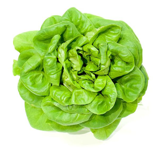 Organic butterhead lettuce | Thermal package protected