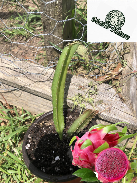 Tropical Red dragon fruit tree | Size: 6-12 inch | Variety : Edgar's baby