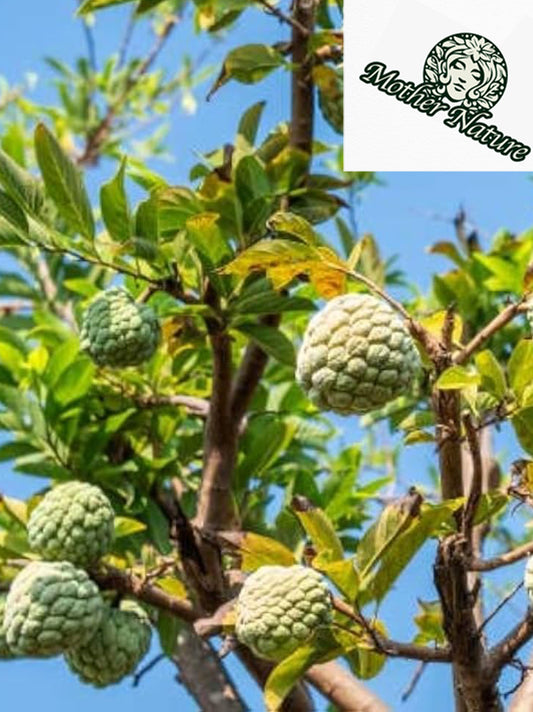 Tropical Sugar Apple Tree Live Plant 1-2 feet | 5-10 gallon potted plant |  Annona Squamosa