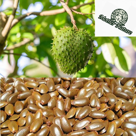 Soursop Tree Seeds - 200 Count - for 2025-2026 Planting Guanabana Tropical Fruit Tree