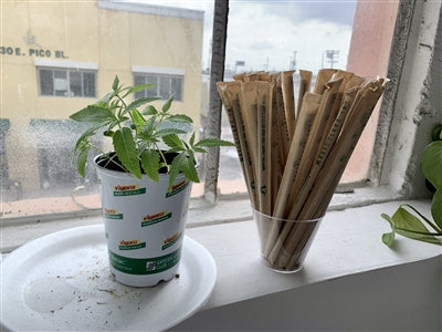 Hemp Plastic Straws, Individually Wrapped, Box of 500