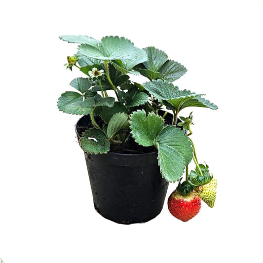 strawberry plant | potted plant | organic soil and plant | 1 pot each